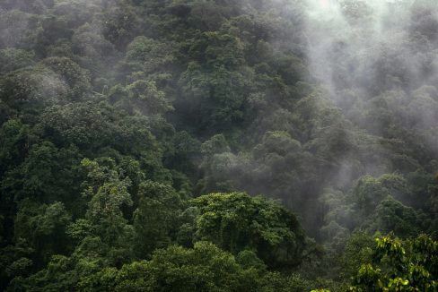 Cloud forest in the Central Valley highlands, Costa Rica