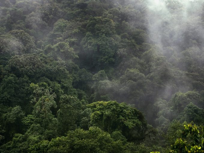 Cloud forest in the Central Valley highlands, Costa Rica