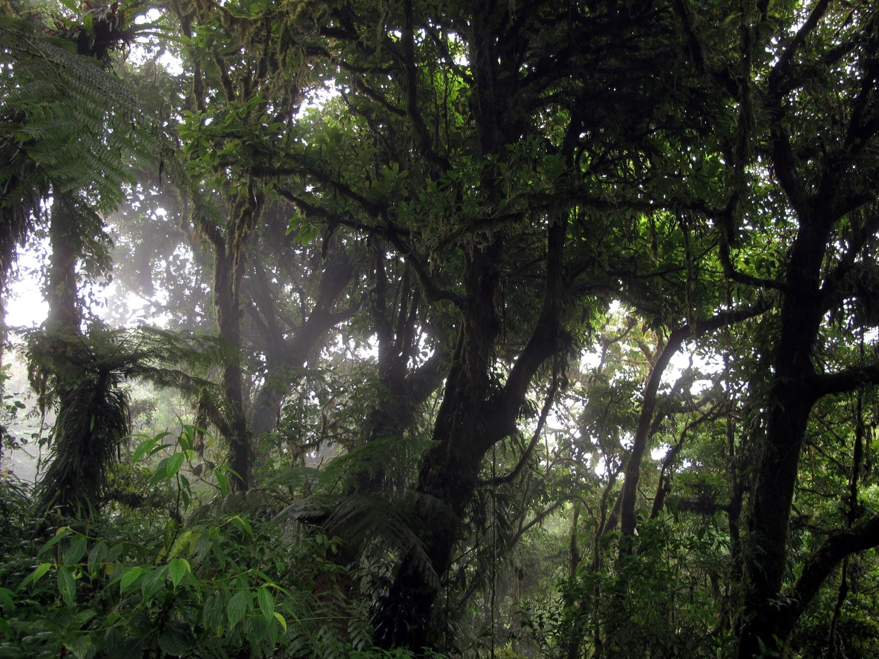Bosque nuboso, Monteverde