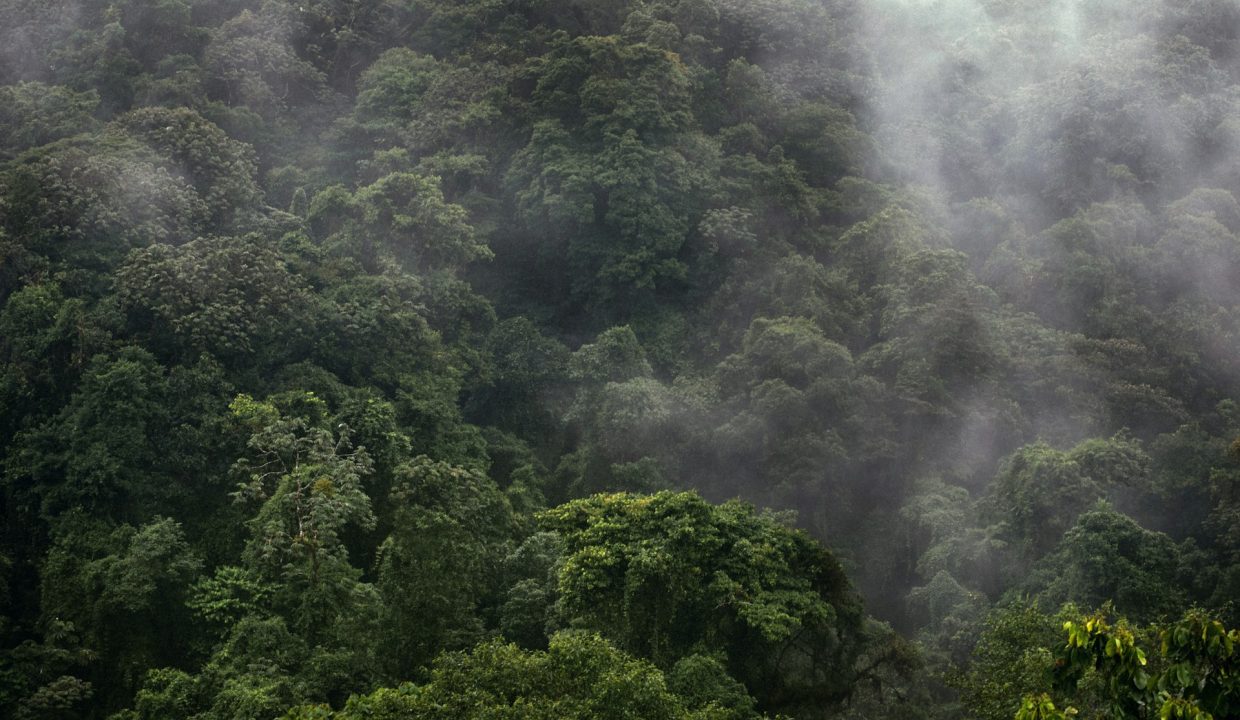Costa Rican rainforest canopy in mist